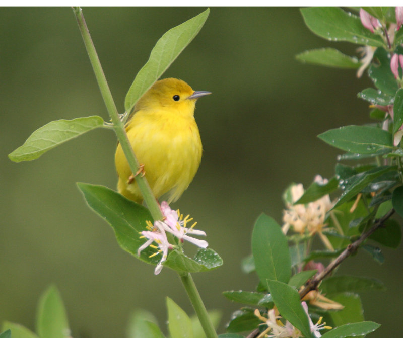 Yellow Warbler