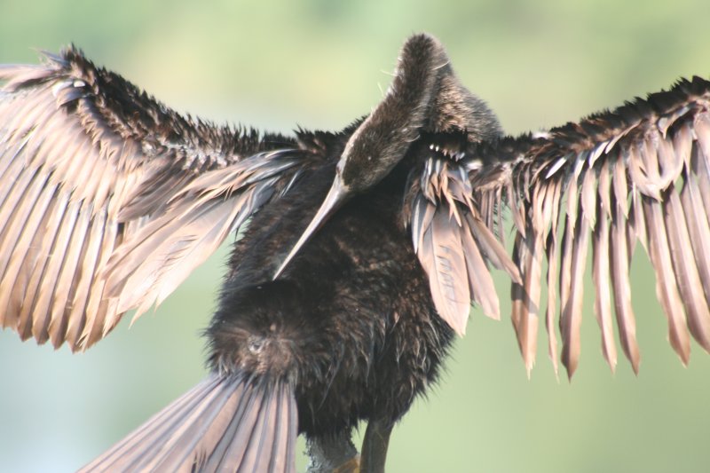 Anhinga