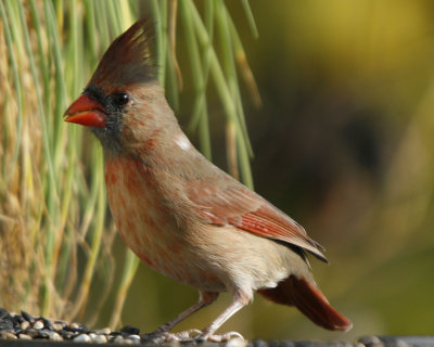 Northern Cardinal