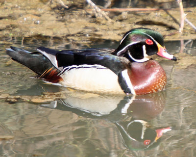 Wood Duck Drake