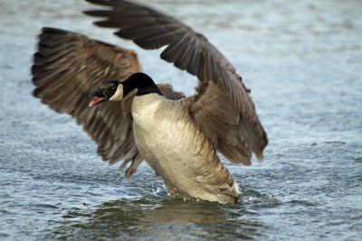 Canada Goose Display