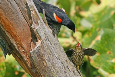 Red-winged Blackbird with juvenile