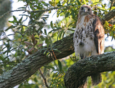 Red-tailed Hawk