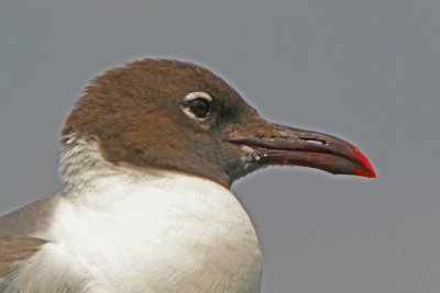 Laughing Gull portrait