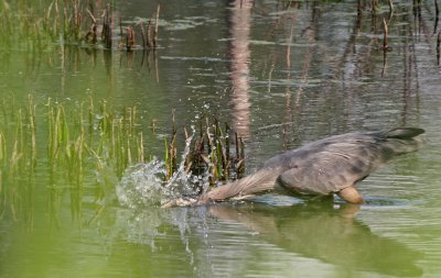 Great Blue Heron fishing