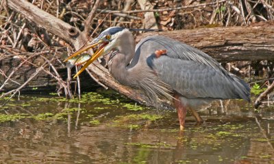 Great Blue Heron catching