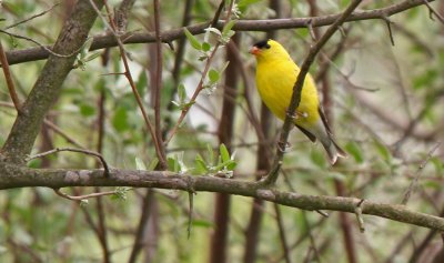 American Goldfinch