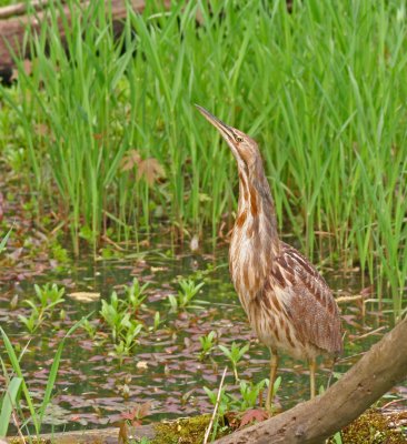 American Bittern