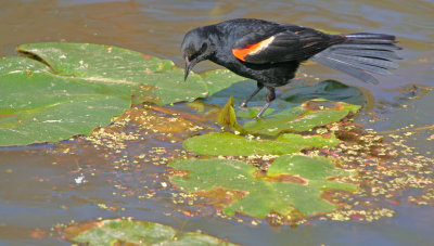 Red-winged Blackbird