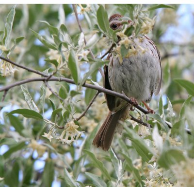 Song Sparrow