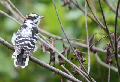 Downey Woodpecker