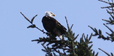 A Big Bird on a Small Branch