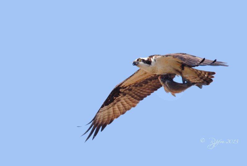 669  Osprey  Mason Neck 2013.jpg