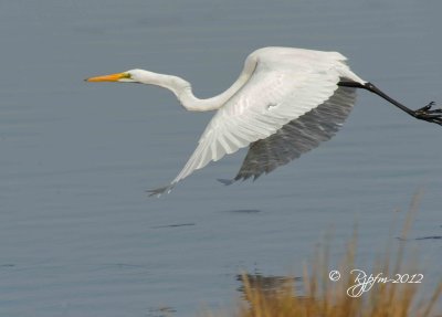 Great White Egret  Blackwater NWR MD 