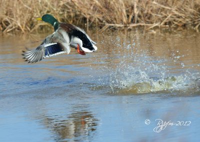Mallard Blackwater NWR MD