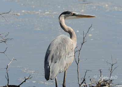 Great Blue Heron  Blackwater NWR MD 