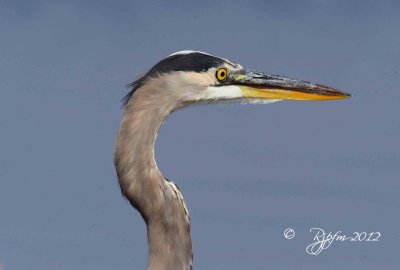  Great  Blue Heron  Chincoteague NWR 