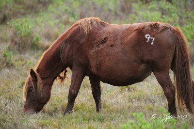 Wild Pony  Chincoteague NWR 