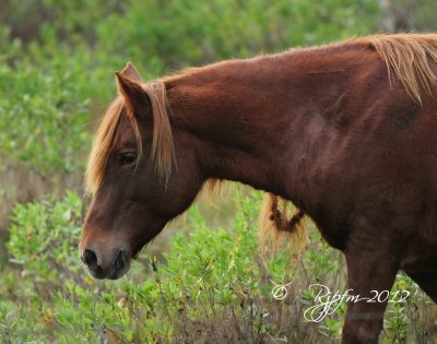 Wild Pony  Chincoteague NWR 