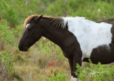 Wild Pony  Chincoteague NWR 