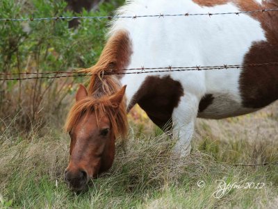   Wild Pony  Chincoteague NWR 