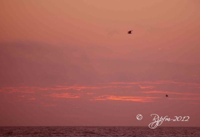 Sunrise Chincoteague NWR