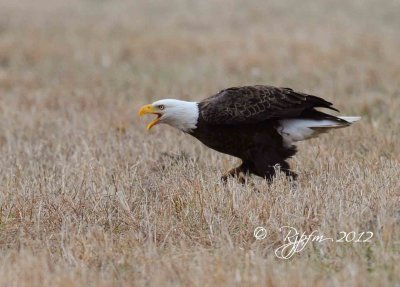 Bald Eagle  Blackwater NWR 