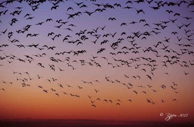 Sunrise Blackwater NWR