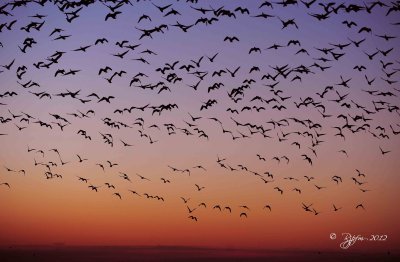  Sunrise Blackwater NWR 