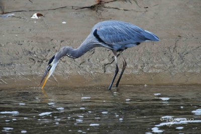 10   Great Blue Heron  Chincoteague NWR 11-17-12.jpg