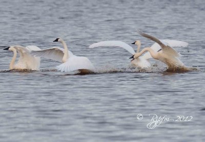 15   Tundra Swan  Chincoteague NWR 11-17-12.jpg