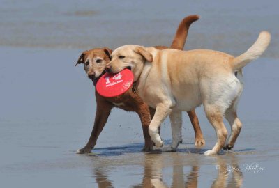 Lulu  Striker Life on the beach OBX Nc.jpg