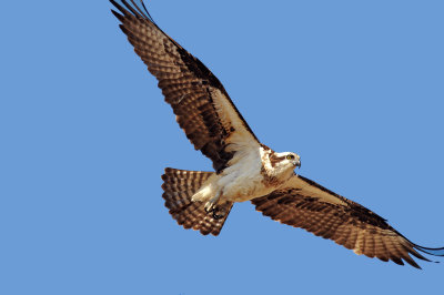 Osprey Occoquan NWR