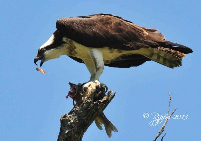 61 Osprey Pohick Bay  04-27-13.jpg