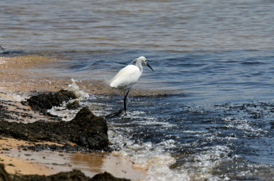 Little Egret