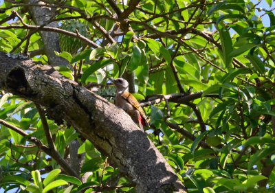 Grey Woodpecker.jpg