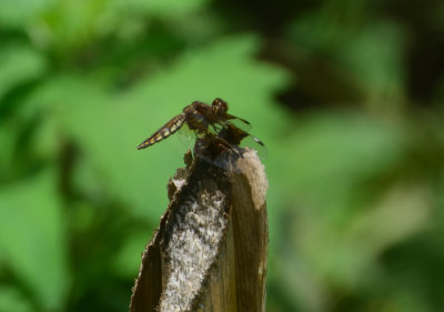 Hoverfly.jpg