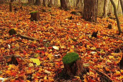 1211030009w.jpg