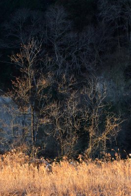 20130105_039w.jpg