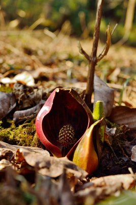 20130302_026w.jpg