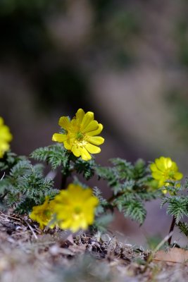 20130309x0060w.jpg