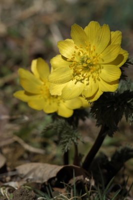 20130309x0064w.jpg