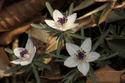 20130309x0094w.jpg