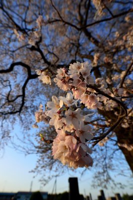 20130404_010w.jpg