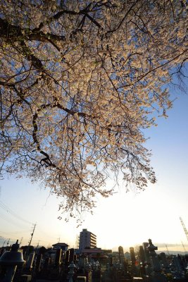 20130404_051w.jpg