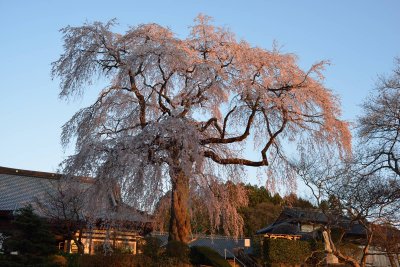20130413_006w.jpg