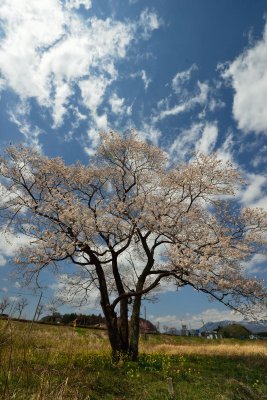 20130413_259w.jpg