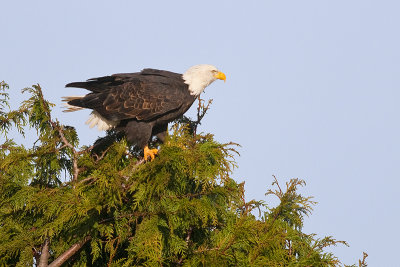 BaldEagle_2013Jan02_7498.jpg