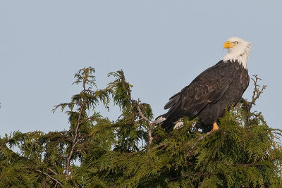 BaldEagle_2013Jan02_7500.jpg