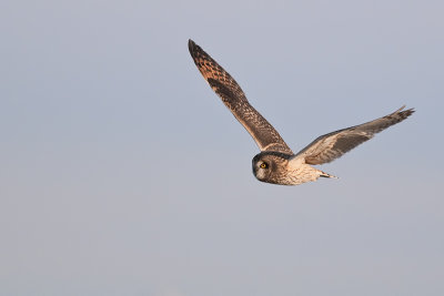 Short-earedOwl_2013Jan02_7487.jpg